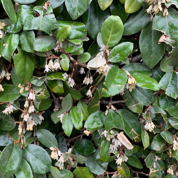 The Elaeagnus 'Silverberry' in a 13" pot is lush with green foliage and dotted with small, white bell-shaped flowers.