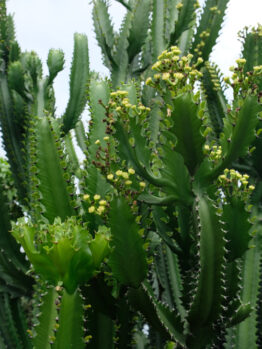 A cluster of tall, green Euphorbia eritrea 'Cowboy Cactus' in a 7" pot, with jagged edges and small yellow flowers, sits majestically against a cloudy sky.