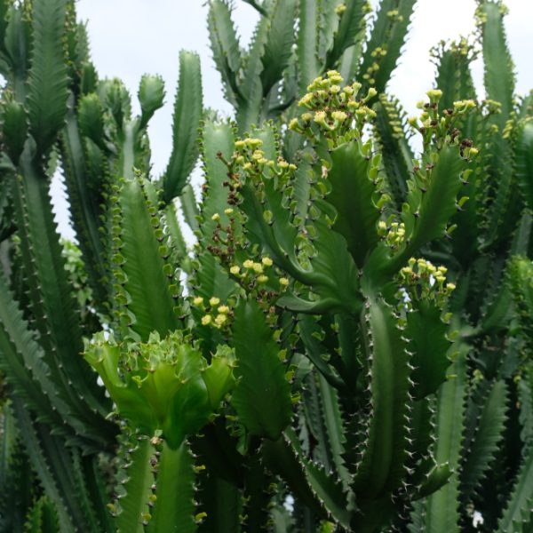 A cluster of tall, green Euphorbia eritrea 'Cowboy Cactus' in a 7" pot, with jagged edges and small yellow flowers, sits majestically against a cloudy sky.