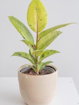 Ficus 'Shivereana' Variegated Rubber Fig with green leaves and brown speckles sits in a beige ceramic pot on a white surface.