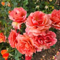 The Rose 'Falstaff' (David Austin) bush features orange and pink blooms with lush green leaves, set against a background of mulch.