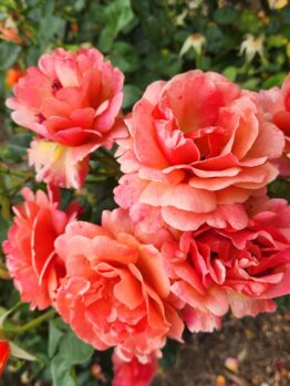 The Rose 'Falstaff' (David Austin) bush features orange and pink blooms with lush green leaves, set against a background of mulch.