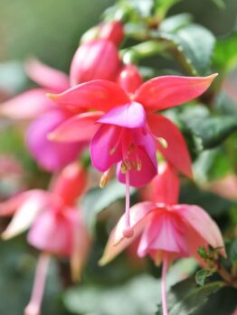 Close-up of vibrant pink and purple Fuchsia 'Fairytales Shaylah' flowers in a 10" Hanging Basket, with lush green leaves softly blurred in the background.