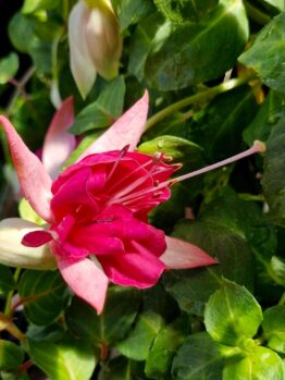 A Fuchsia 'Fairytales Ada' 10" hanging basket features a close-up of vibrant pink blooms with long stamens, framed by lush green leaves.