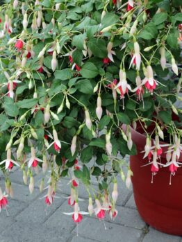 A Fuchsia 'Fairytales Mia' 10" hanging basket with green leaves and abundant pink and white blooms sits on a paved surface.