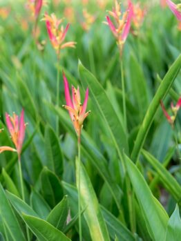 The Heliconia 'Tropics' 8" Pot features lush green foliage and vibrant orange-pink flowers, capturing the essence of the tropics.