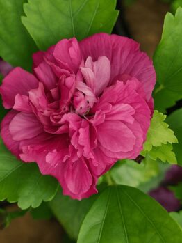 A close-up of Hibiscus 'Summer Sensation Double Plum' in full bloom, surrounded by green leaves and beautifully displayed in a 6" pot.
