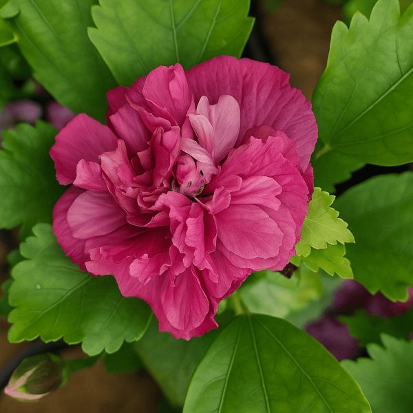 A close-up of Hibiscus 'Summer Sensation Double Plum' in full bloom, surrounded by green leaves and beautifully displayed in a 6" pot.