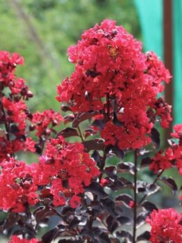The Lagerstroemia 'Grande Red™' Crepe Myrtle in an 8" pot displays striking bright red flowers and dark leaves, creating a vibrant contrast against a blurred green and blue background—perfect for adding color to your garden.