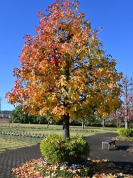 A stunning Liquidambar 'Palo Alto' Sweetgum in an 8" pot displays its vibrant autumn hues along a paved pathway, adorned with fallen leaves and a nearby bench under the clear blue sky.