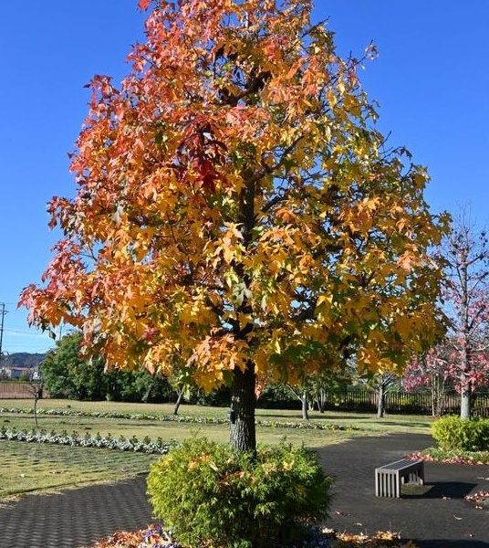 A stunning Liquidambar 'Palo Alto' Sweetgum in an 8" pot displays its vibrant autumn hues along a paved pathway, adorned with fallen leaves and a nearby bench under the clear blue sky.