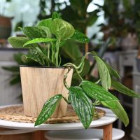 A Monstera 'Peru' 10" in a hanging basket showcases its elongated leaves against a round white table, with softly blurred indoor plants in the background.
