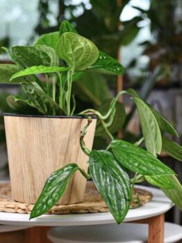 A Monstera 'Peru' 10" in a hanging basket showcases its elongated leaves against a round white table, with softly blurred indoor plants in the background.
