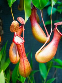 Close-up of Nepenthes 'Tropical Pitcher Plants' in a 3" pot, displaying elongated, bulbous red and green pitchers hanging from lush foliage.