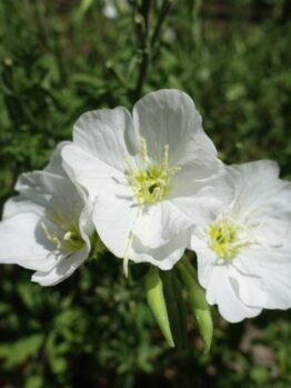 Close-up of three blossoms from the Oenothera 'Pink' Evening Primrose, featuring green stamens, set against a backdrop of blurred foliage.