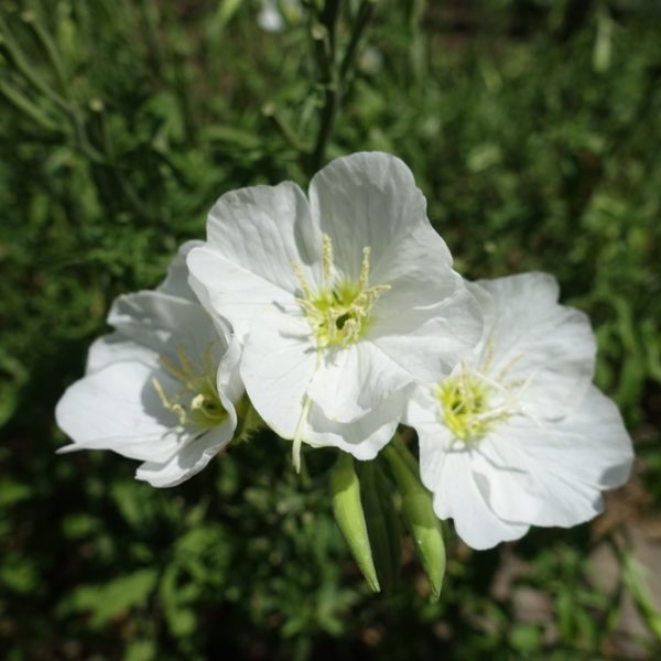 Close-up of three blossoms from the Oenothera 'Pink' Evening Primrose, featuring green stamens, set against a backdrop of blurred foliage.