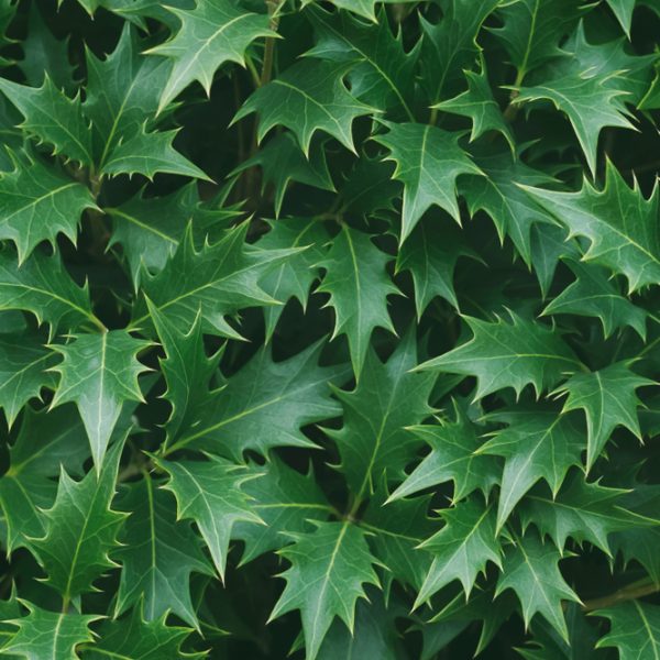 Close-up of a dense cluster of green leaves from the Osmanthus 'Upright' False Holly 6" Pot, featuring sharp, pointed edges.