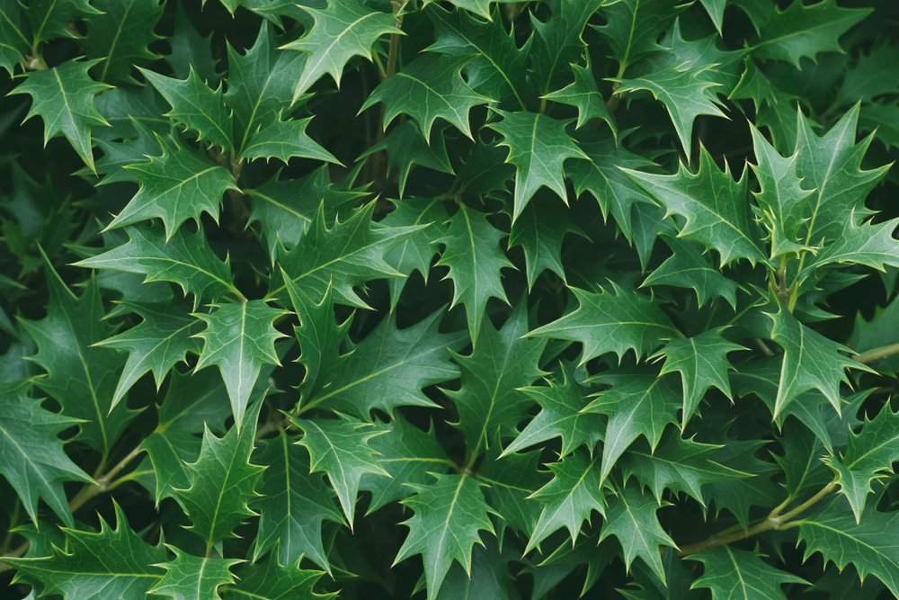 Close-up of a dense cluster of green leaves from the Osmanthus 'Upright' False Holly 6" Pot, featuring sharp, pointed edges.