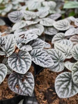 Close-up of small, heart-shaped Peperomia 'Silver Ripple' plants with dark green, textured leaves in 5" pots on a bed of mulch.