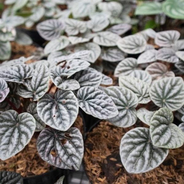 Close-up of small, heart-shaped Peperomia 'Silver Ripple' plants with dark green, textured leaves in 5" pots on a bed of mulch.