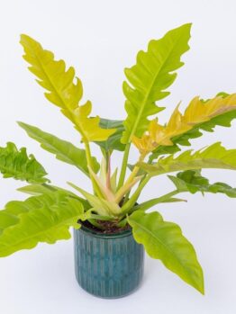 A Philodendron 'Ring of Fire' in a 5" pot, featuring glossy, wavy-edged green leaves, is displayed against a plain white backdrop.
