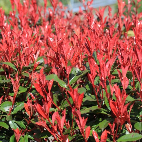 The Photinia 'Red Robin' boasts bright red leaves and dark green foliage, thriving densely in sunlight. Ideal for anyone seeking a striking garden addition.
