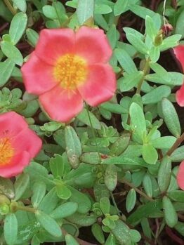 Five portulaca flowers with yellow centers bloom amidst the lush green leaves of a 10" Purslane 'Purple' hanging basket.