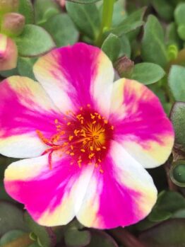 Close-up of a vibrant pink and white Purslane 'Mango' flower with a yellow center, surrounded by lush green leaves and buds in a 10" hanging basket.