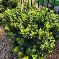 A Rhaphiolepis 'Minikin' Dwarf Indian Hawthorn in a 6" pot features dense green foliage, set among small stones by a metal fence, with sunlight illuminating its vibrant leaves.