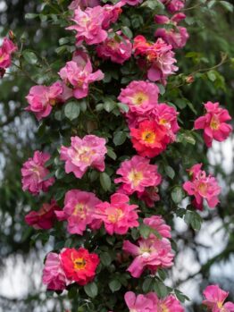 A cluster of vibrant pink Rose 'Anita's' Climber blooms on a vine against lush green foliage.