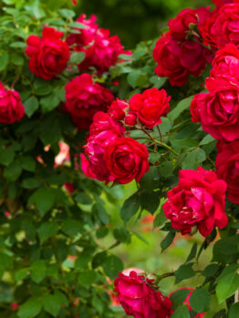 A cluster of vibrant Rose 'Amnesty International' Bush Form blooms surrounded by lush green leaves.
