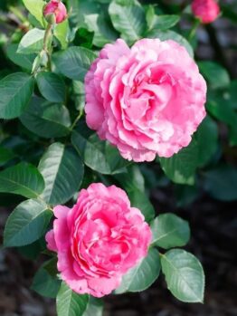 Two 'Belle de Bom' rose bushes in full bloom, their pink petals contrasting beautifully with lush green leaves, set against a serene natural outdoor backdrop.