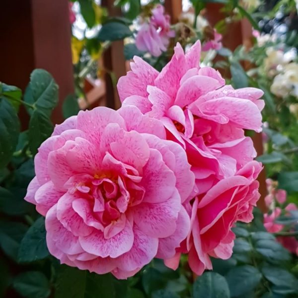 Close-up of vibrant pink Rose 'Black Caviar™' Bush Form in full bloom, with rich green leaves set against a wooden fence.