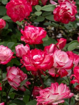 The Rose 'Black Caviar™' Bush Form boasts delicate pink and white blooms, elegantly framed by rich green leaves.