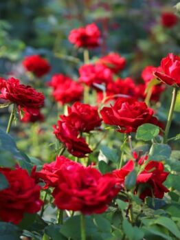 The Rose 'Chrysler Imperial' Bush Form showcases vibrant red blooms set against rich green foliage.