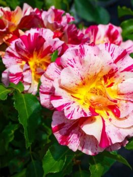 Close-up of the vibrant Rose 'Claude Monet' Bush Form, featuring speckled pink and yellow petals surrounded by lush green leaves basking in sunlight.