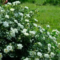 A lush bush with numerous white roses in full bloom, set against a background of green grass.
