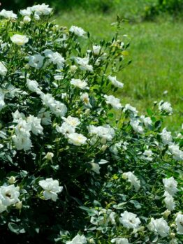 A lush bush with numerous white roses in full bloom, set against a background of green grass.