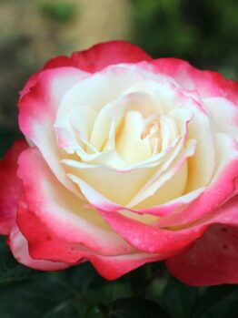 The Rose 'Black Caviar™' Bush Form showcases exquisite blooms, with petals in a pristine white trimmed delicately with pink hues, all cradled by vibrant green leaves.