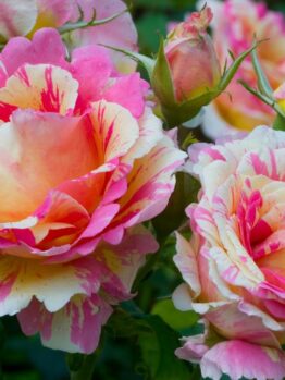 Close-up of vibrant pink and yellow roses in full bloom with lush green leaves, as elegant as the Rose 'Chrysler Imperial' Bush Form.