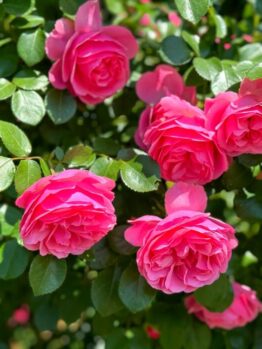 Close-up of vibrant pink roses in full bloom on a lush green Rose 'Claude Monet' bush, evoking the essence of a Monet painting.
