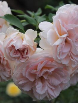 The Rose 'Cybelle™' Bush Form features graceful blooms of light pink roses on a lush green stem.