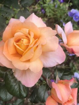 Close-up of peach-colored roses from the Rose 'Cybelle™' Bush Form (Copy) in bloom, surrounded by lush green leaves and a hint of purple flowers in the background.