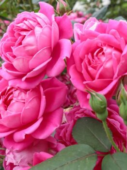 Close-up of vibrant pink blooms from the Rose 'Dream Chaser™' Bush Form, highlighting lush greenery and unopened buds.