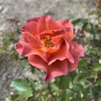 A Rose 'Desert Glow' Climber, showcasing its red and orange petals among green leaves, captured in natural light.