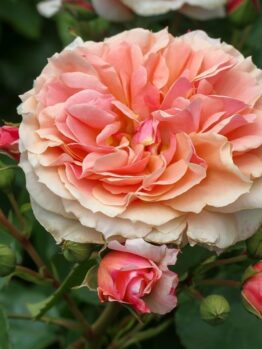 A large, blooming 'Black Caviar™' rose bush, in a peach hue, is surrounded by smaller rosebuds and lush green leaves.