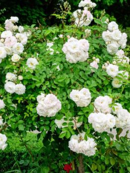 A bush of blooming white roses, featuring the exquisite Rose 'Black Caviar™' Bush Form, with lush green leaves set against vibrant greenery and a winding pathway.