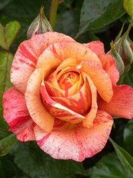 A single Rose 'Falstaff' (David Austin) bush in bloom, showcasing vibrant shades surrounded by lush green leaves and unopened buds.