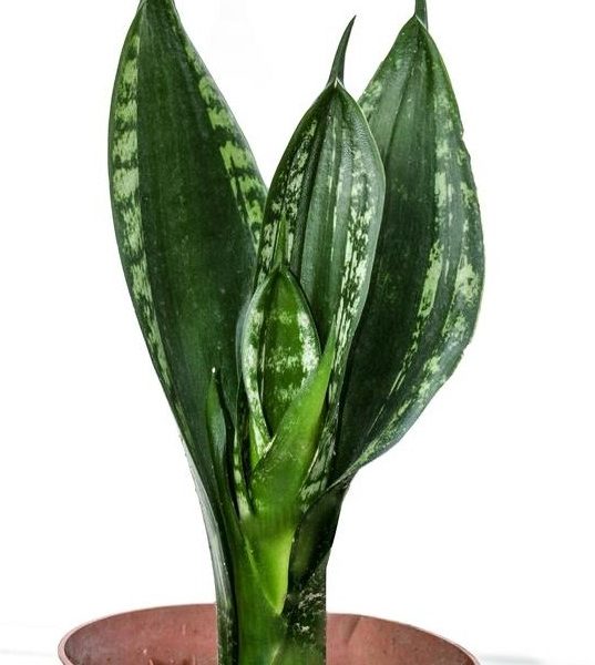 An 8″ potted Sansevieria suberba Variegated, commonly known as a snake plant, with dark green upright leaves and subtle light green stripes.