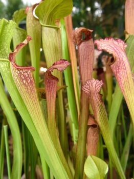 Sarracenias 'Pitcher Plants' showcase vibrant green and red hues with tall tubular leaves, thriving in a natural setting. These captivating carnivorous plants excel in a 3" pot, preserving their unique beauty indoors or outdoors.
